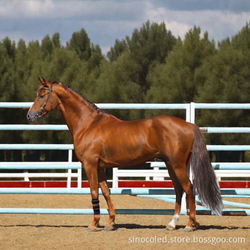 Red Light Therapy for Horses: Leg and Head Infrared Treatment for Pets Care